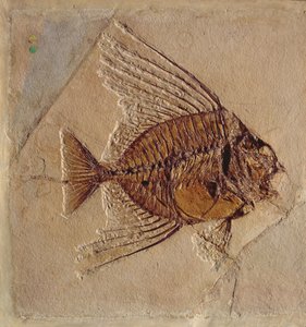 Poisson (fossile)